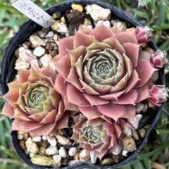 多肉植物 センペルビウム ジュエルケース No.33【黄】 - メルカリ