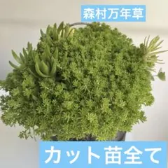 2026年最新】森村万年草 の人気アイテム - メルカリ