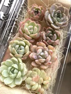 限定SALE❣️カラフル8苗詰め合わせセット❣️多肉植物 韓国苗 寄せ植えのサムネイル