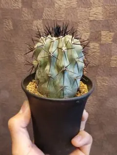 エキノカクタスINGENSLONGISTRONG SPINES - メルカリ