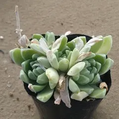 2025年最新】観葉植物の人気アイテム - メルカリ