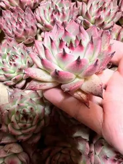 らら☆プロフ必読願います(*´꒳`*)様 リクエスト 3点 まとめ商品