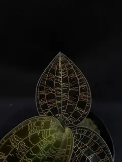 cry様 リクエスト 3点 まとめ商品