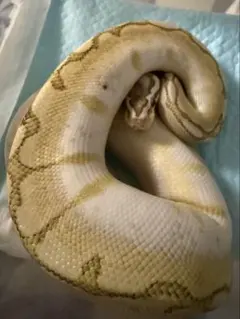 2026年最新】ヘビ 抜け殻の人気アイテム - メルカリ