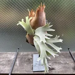 P.willinckii 'Cotton Cloud'（OC） 子株付き - メルカリ