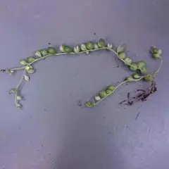 斑入りグリーンネックレス④