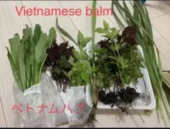user_54930e9b様専用ベトナムハーブ苗セット