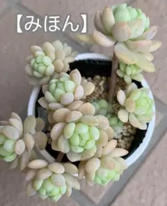 2025年最新】ぼのぼのさん苗の人気アイテム - メルカリ