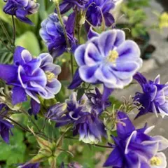 ミーヤン様 リクエスト 2点 まとめ商品