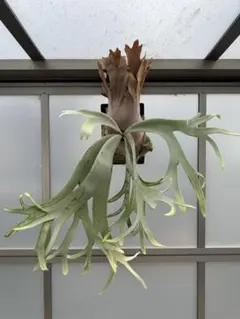産地情報有！ ヒルチフォリウス チレコドン 多肉植物 塊根植物 実生