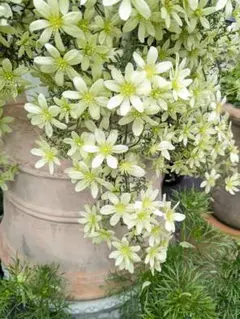 goromiii様 リクエスト 2点 まとめ商品