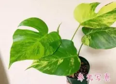 2025年最新】モンステラ オーレアの人気アイテム - メルカリ