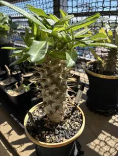 超巨大 パキポディウム バロニー 大株 塊根植物 - メルカリ