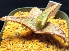 多肉植物　アロエ　ハイブリッド　44のサムネイル