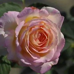 michi.mama3579様 リクエスト 2点 まとめ商品