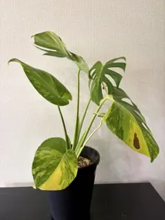モンステラ イエローマリリン 鉢ごと発送 - メルカリ