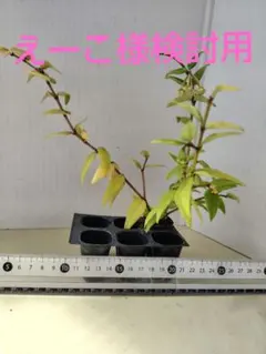 専用出品ホヤベラセブンスター蕾付きのサムネイル