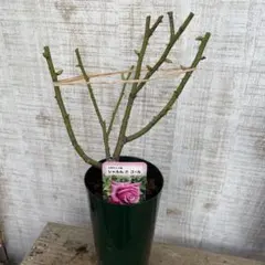 タマキチ様 リクエスト 3点 まとめ商品