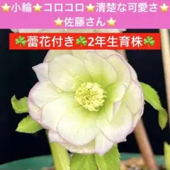 3615☘️蕾花付き☘️2年管理株☘️⭐️小輪⭐️コロコロ⭐️清楚な可愛さ⭐️佐藤さん⭐️