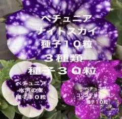＊ペチュニア＊3種類＊種子30粒＊のサムネイル