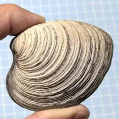 Item thumbnail for item 70bea816-0369-4ef7-bbca-5017d8730c4d