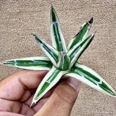 2025年最新】アガベ氷山の人気アイテム - メルカリ