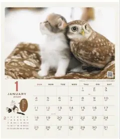 2026猫とフクロウの仲良し壁掛けカレンダー