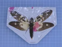 2026年最新】ヘビトンボ 標本の人気アイテム - メルカリ
