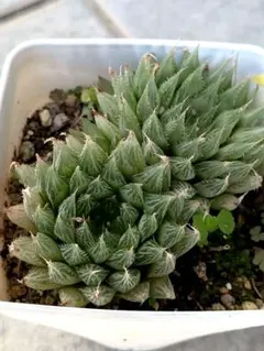 ハオルチア 多肉植物 観葉植物