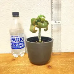 2025年最新】シルバーベルベット ビカクシダの人気アイテム - メルカリ