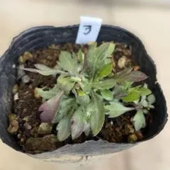 あ～ちゃん様 リクエスト 2点 まとめ商品