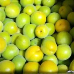 【岐阜県産】自然栽培・完全無農薬の大玉青梅 箱込み 5.5kg★★★のサムネイル