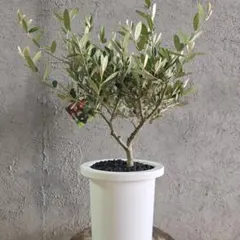 オリーブの木 ルッカ ファイバーセメント鉢 - メルカリ