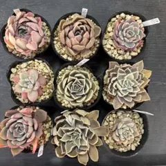 エケベリア 交配実生苗9苗セット