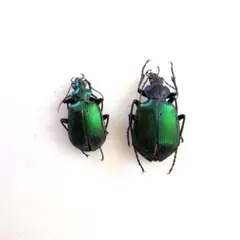 2026年最新】昆虫標本の人気アイテム - メルカリ