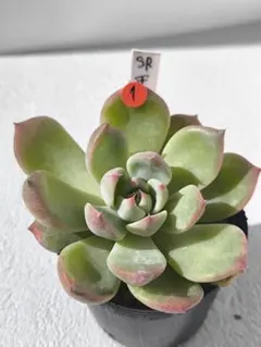 2025年最新】サボテン相談室の人気アイテム - メルカリ