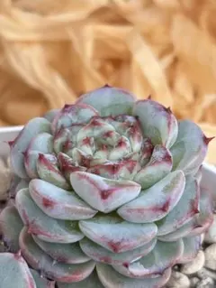 ペガサス◎多肉植物 カット苗 輸入苗 エケベリア等 ペガサス◎多肉植物 カット苗 輸入苗 エケベリア等 - メルカリ