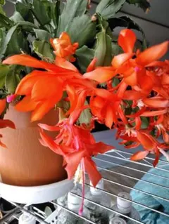 2026年最新】デンマークカクタス コンペイトウの人気アイテム - メルカリ