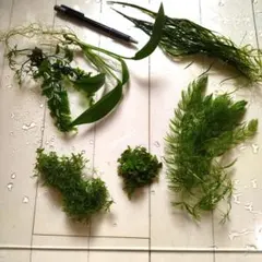 二酸化炭素無　6種類水草セットのサムネイル