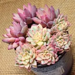 2025年最新】エケベリア 錦の人気アイテム - メルカリ