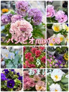 【パンジービオラの種100粒】 おまけ100粒とetcのサムネイル