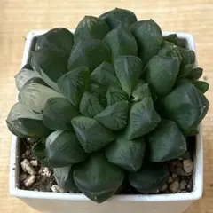 ハオルチア　マリン④ 抜き苗　斑入り　子株つき　多肉植物のサムネイル