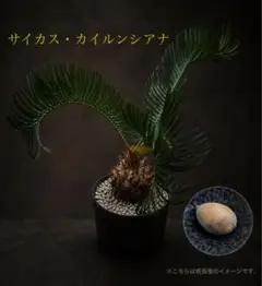 N*o様 サイカス　カイルンシアナ　種子　1粒　発芽管理中のサムネイル
