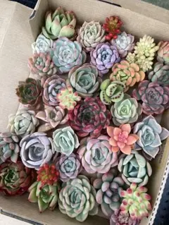 多肉植物・寄せ植え用カット苗