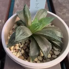 2025年最新】品種名：ハオルチア ハオルチア・アロエの人気アイテム