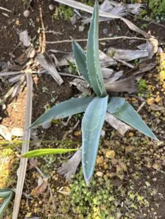 2026年最新】アガベ アメリカーナの人気アイテム - メルカリ