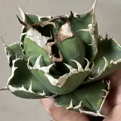 2025年最新】南アフリカダイヤモンド アガベの人気アイテム - メルカリ