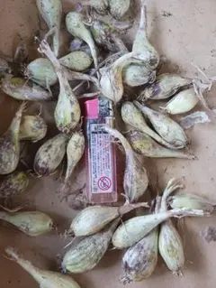 maasa様 リクエスト 2点 まとめ商品