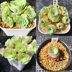 グリーノビア 子株 4品種セット 抜き苗 カット苗 多肉植物 アエオニウムのサムネイル