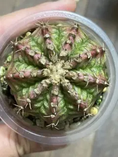 菊水 サボテン 自家繁殖苗 - メルカリ
